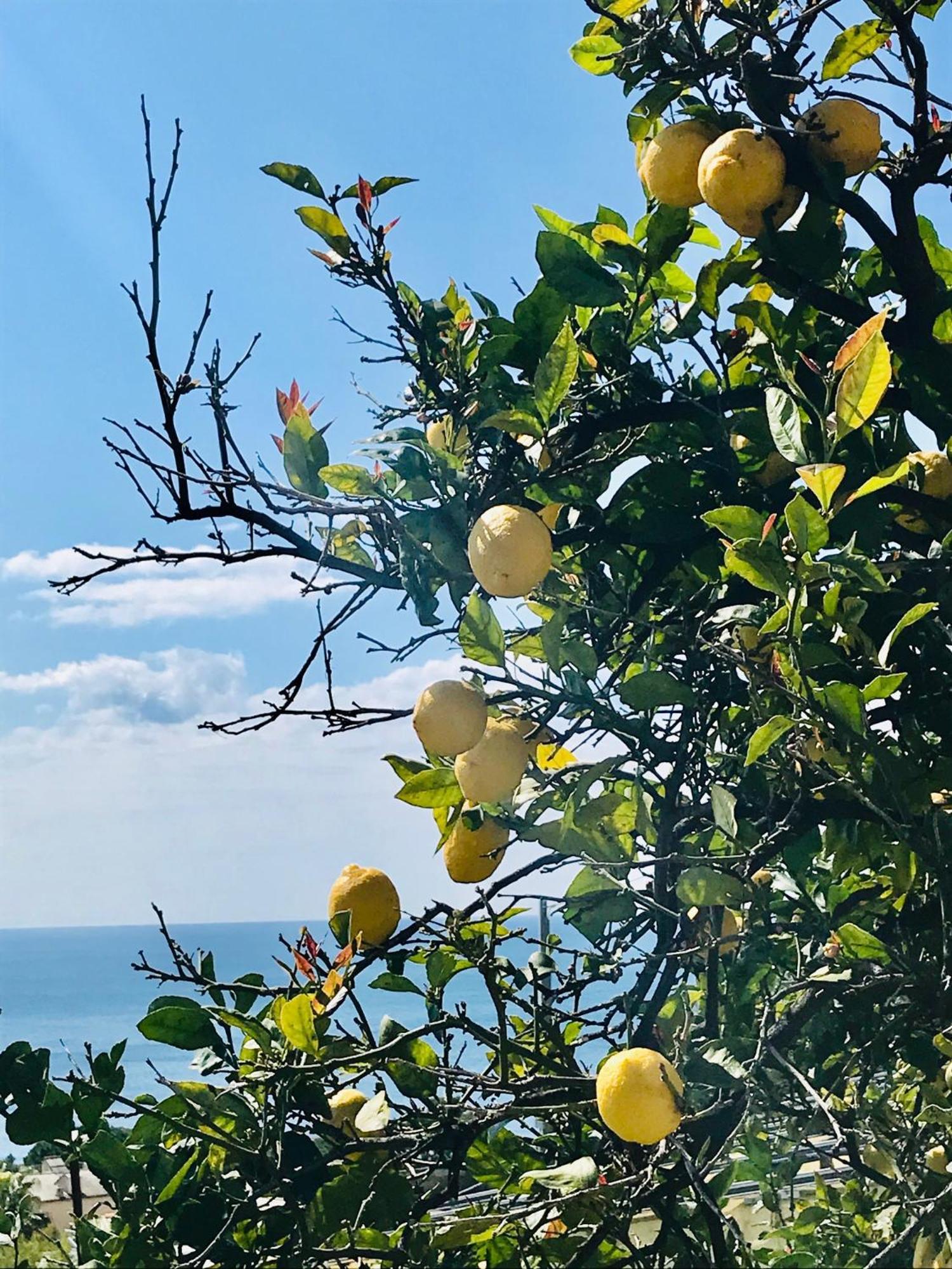 Cav Gli Ulivi Di Bogliasco Exterior foto